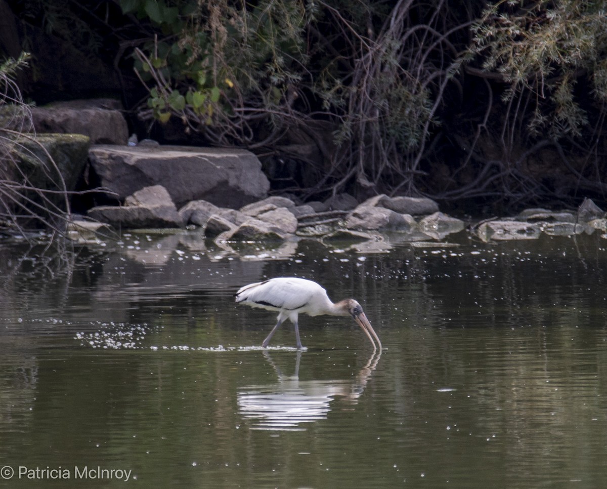 Wood Stork - ML640785352