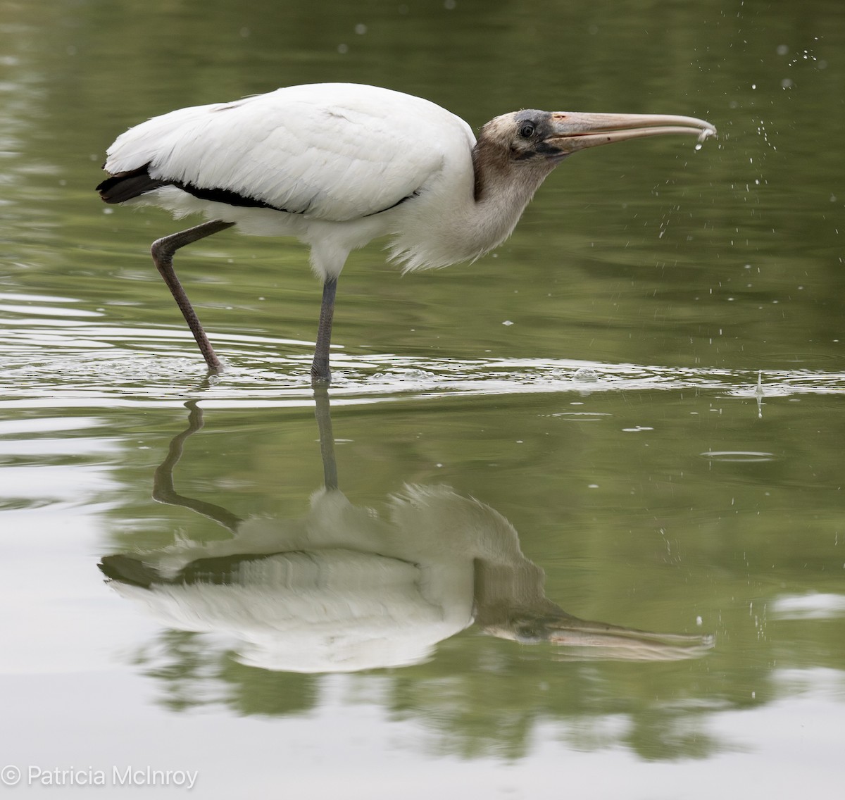 Wood Stork - ML640785353