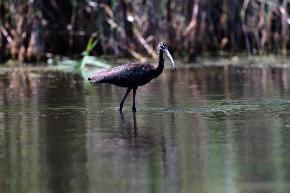 Glossy Ibis - ML640785363