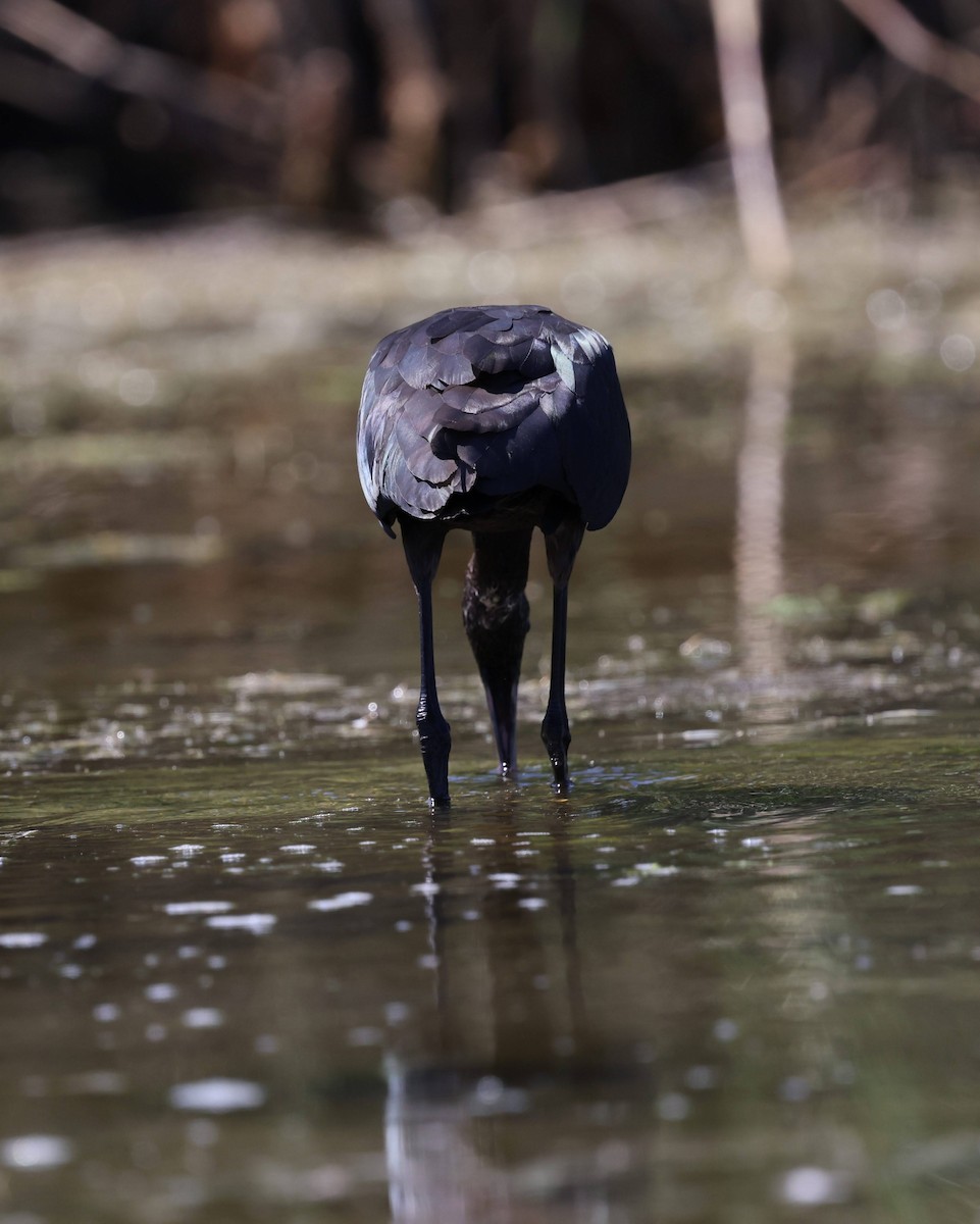 Glossy Ibis - ML640785364