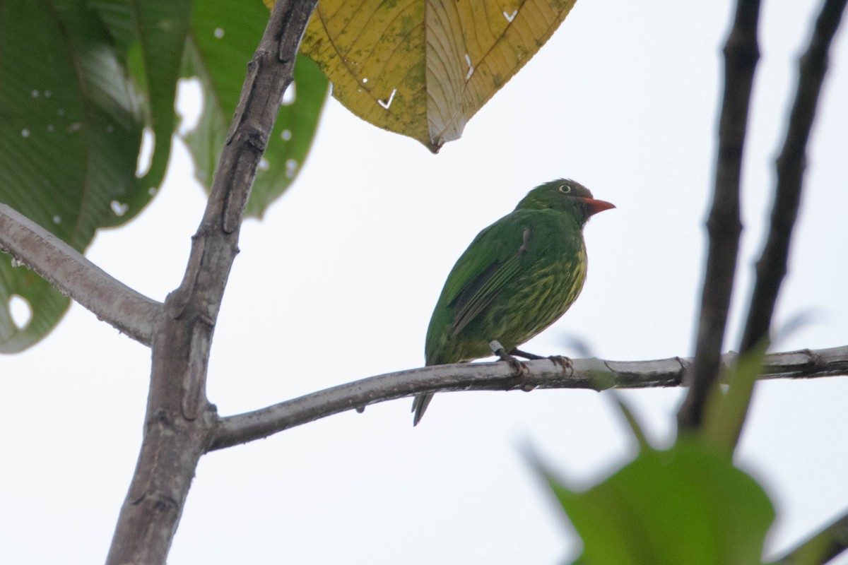 Orange-breasted Fruiteater - ML640785366