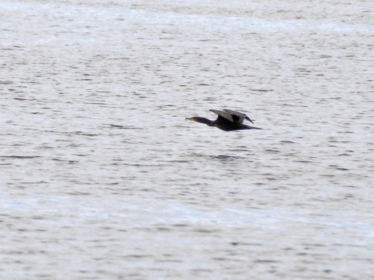 Double-crested Cormorant - ML640785445