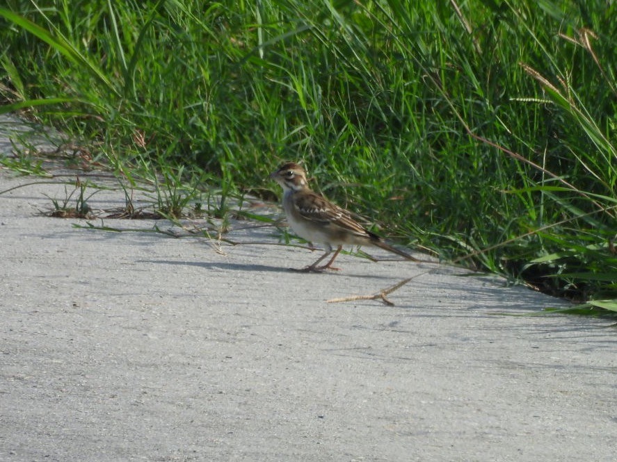 Lark Sparrow - ML640785473