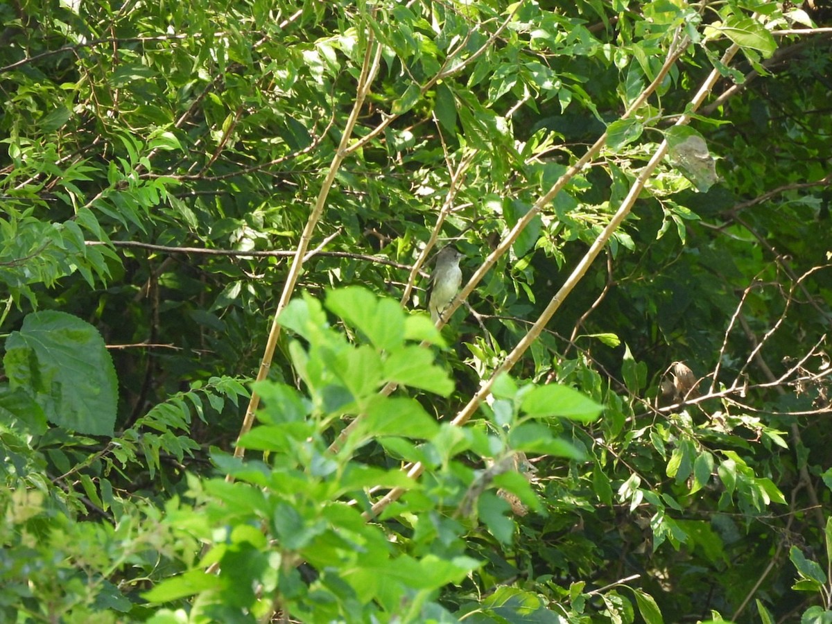 Alder/Willow Flycatcher (Traill's Flycatcher) - ML640785573