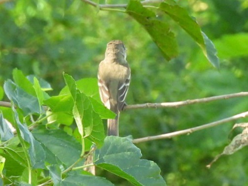 Alder/Willow Flycatcher (Traill's Flycatcher) - ML640785574