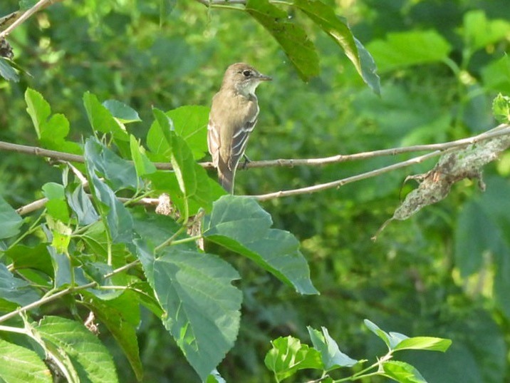 Alder/Willow Flycatcher (Traill's Flycatcher) - ML640785575