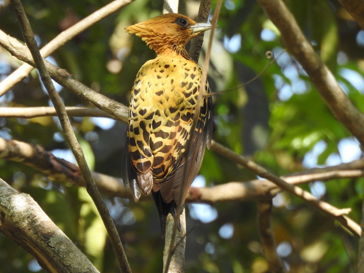 Ochre-backed Woodpecker - ML640785640
