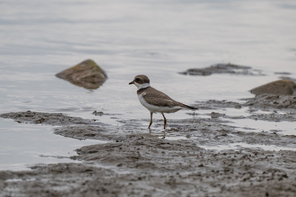 Semipalmated Plover - ML640785641
