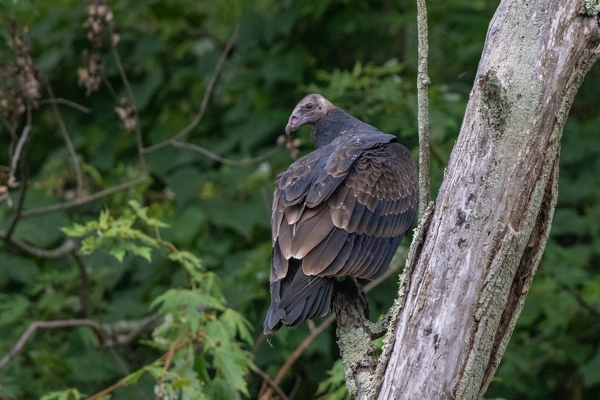 Turkey Vulture - ML640785652