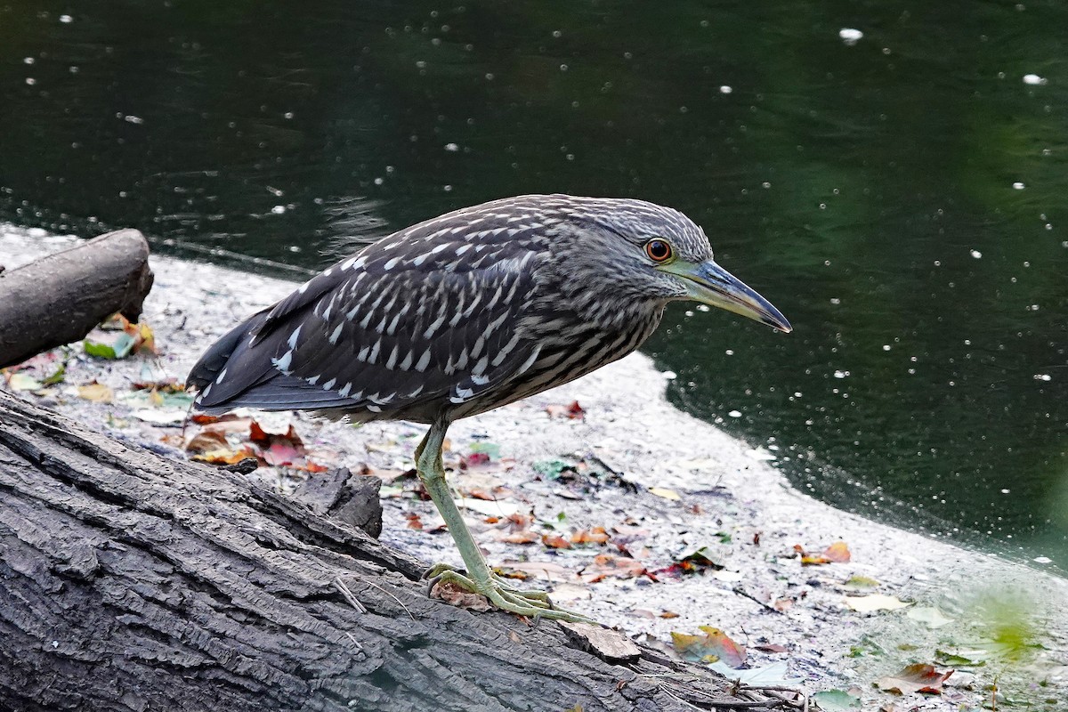 natthegre - ML640785834