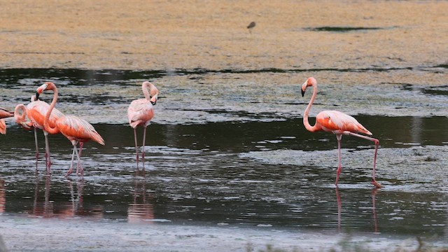 American Flamingo - ML640785840