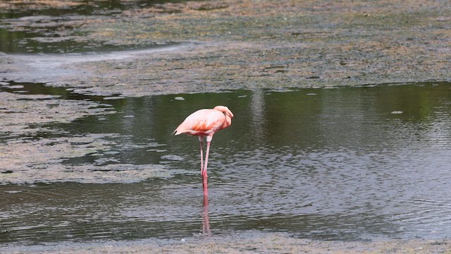 American Flamingo - ML640785847