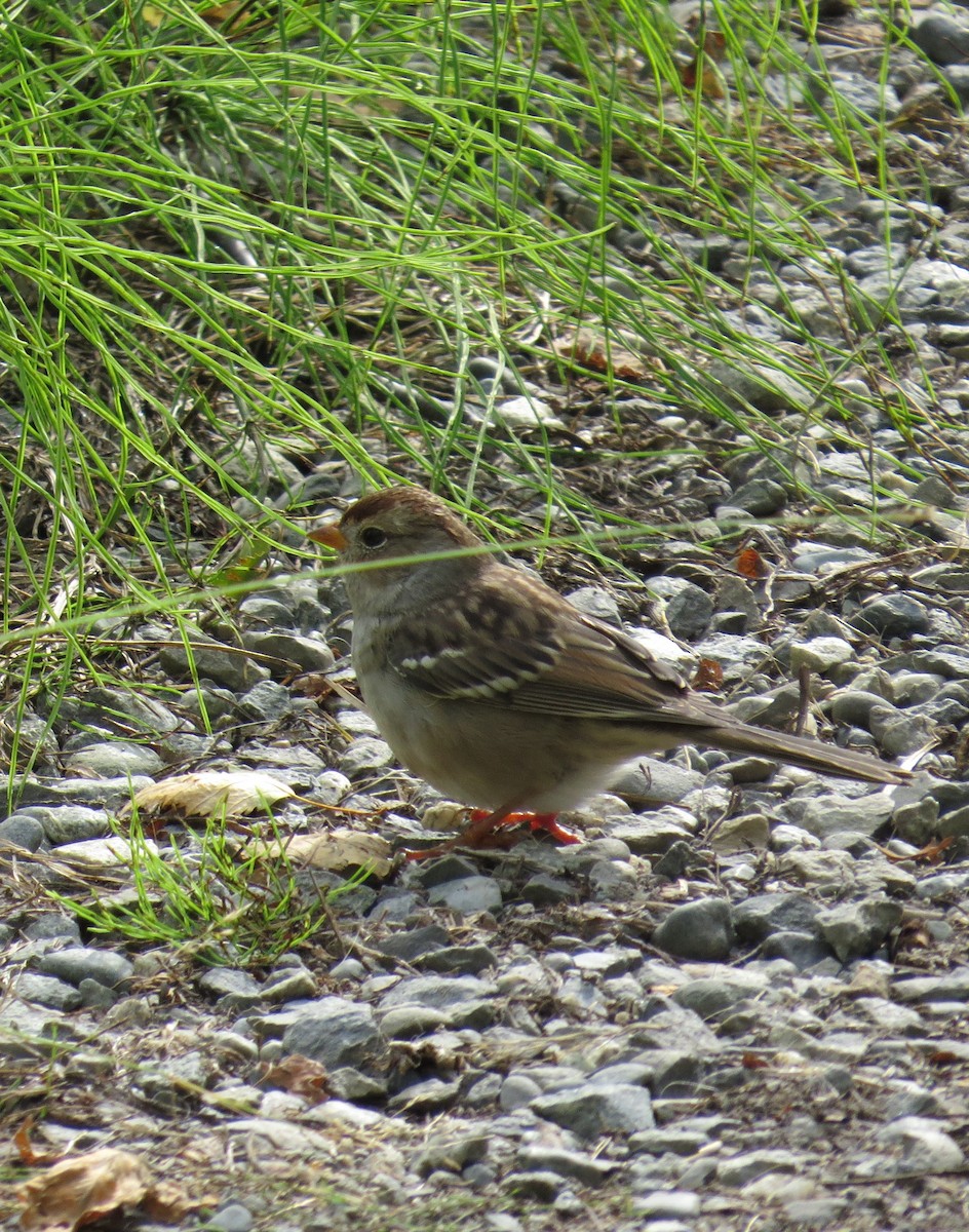 White-crowned Sparrow - ML640785855