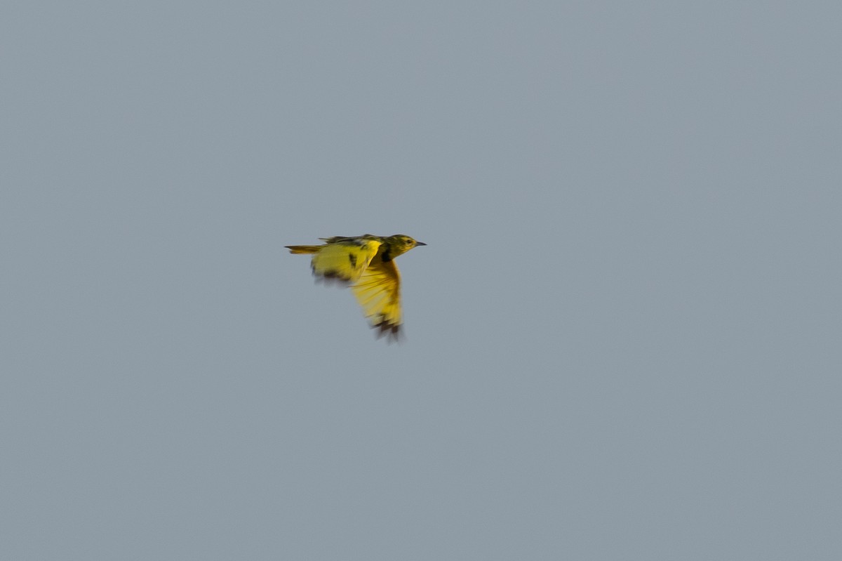 Golden Pipit - ML640785870