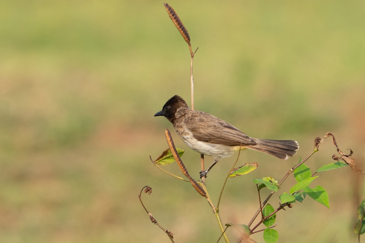 Common Bulbul - ML640786021