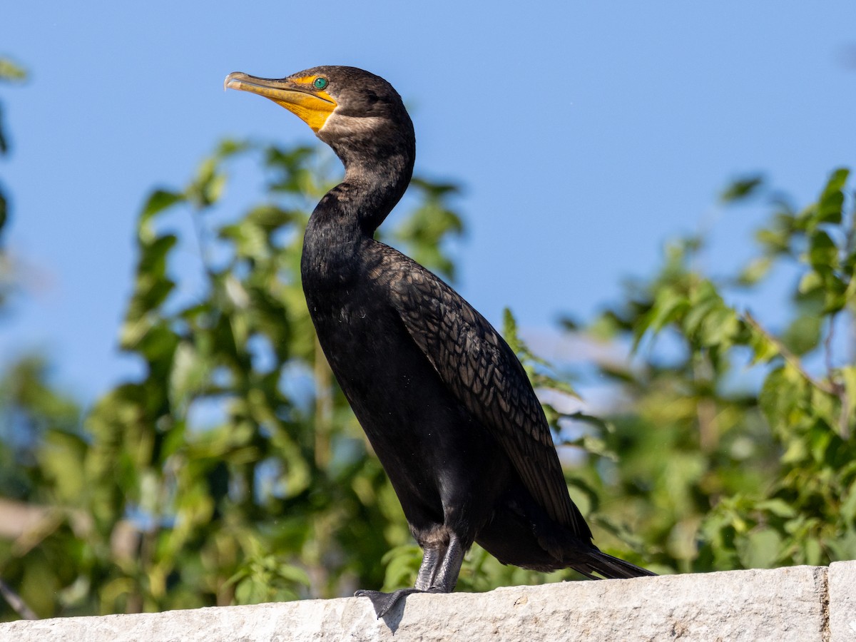 Double-crested Cormorant - ML640786068