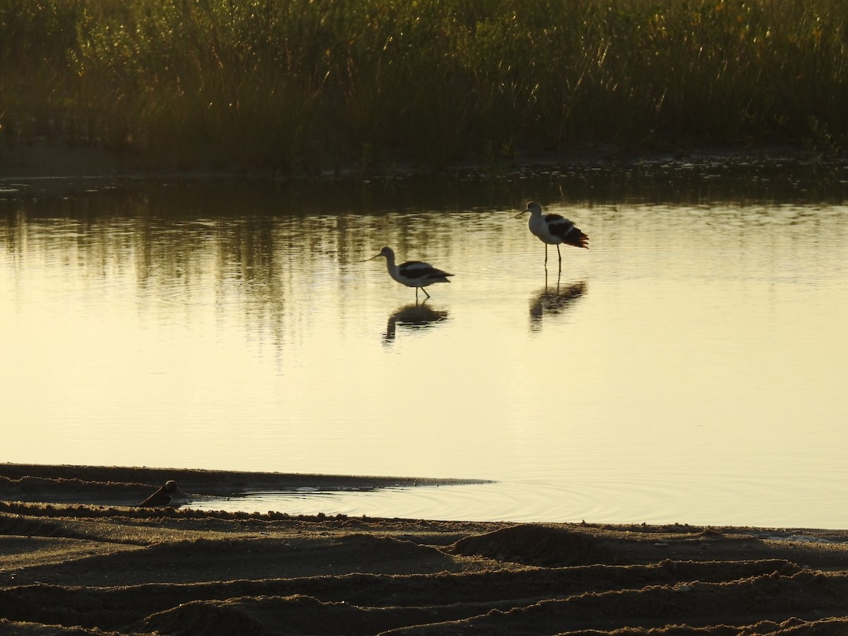 American Avocet - ML640786082