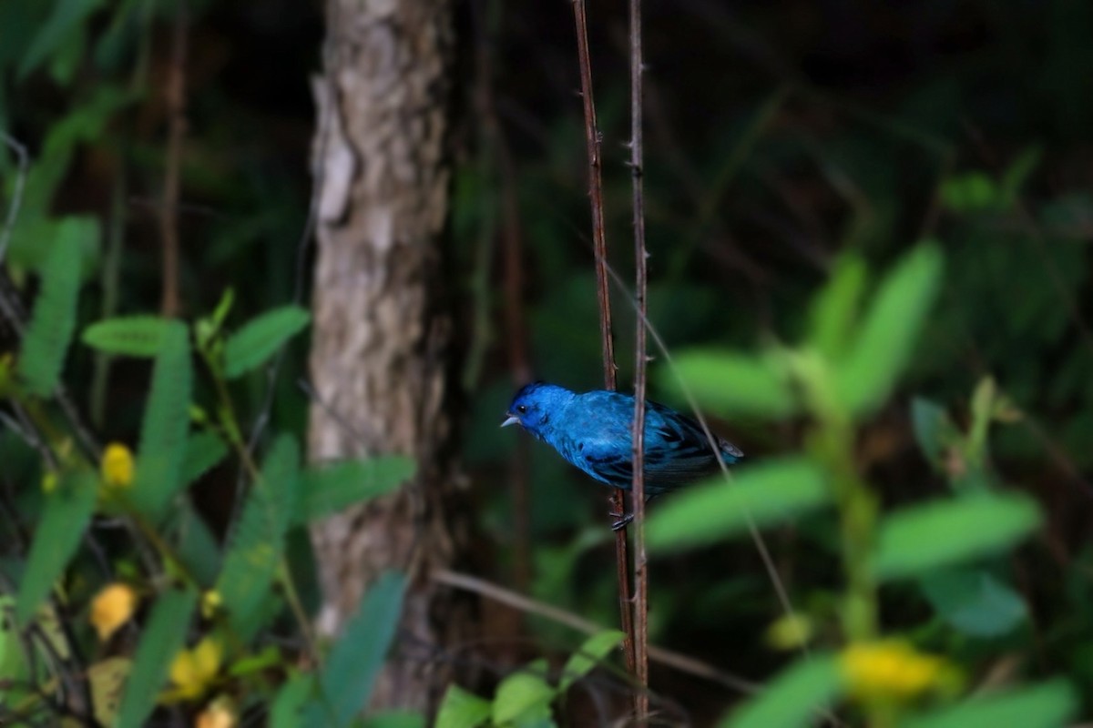 Indigo Bunting - ML640786084