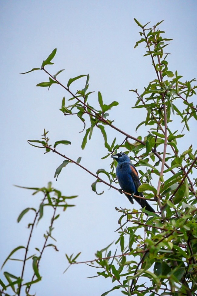 Blue Grosbeak - ML640786093