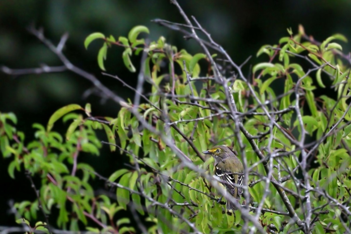 White-eyed Vireo - ML640786100