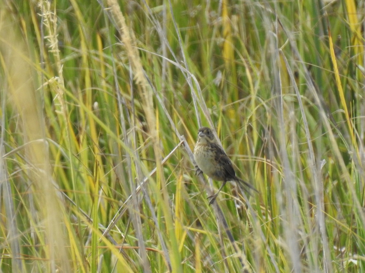Seaside Sparrow - ML640786107