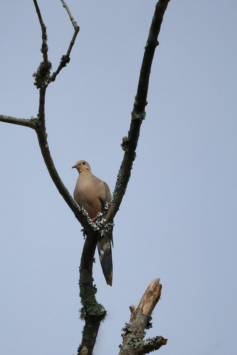 Mourning Dove - ML640786134