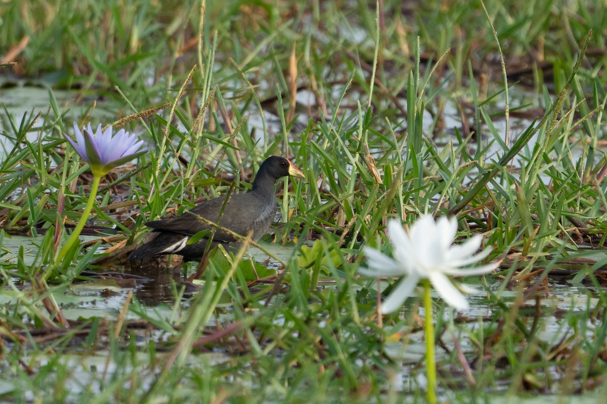 Lesser Moorhen - ML640786138