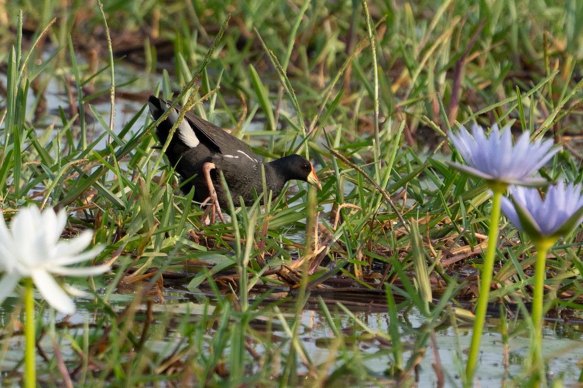 Lesser Moorhen - ML640786139