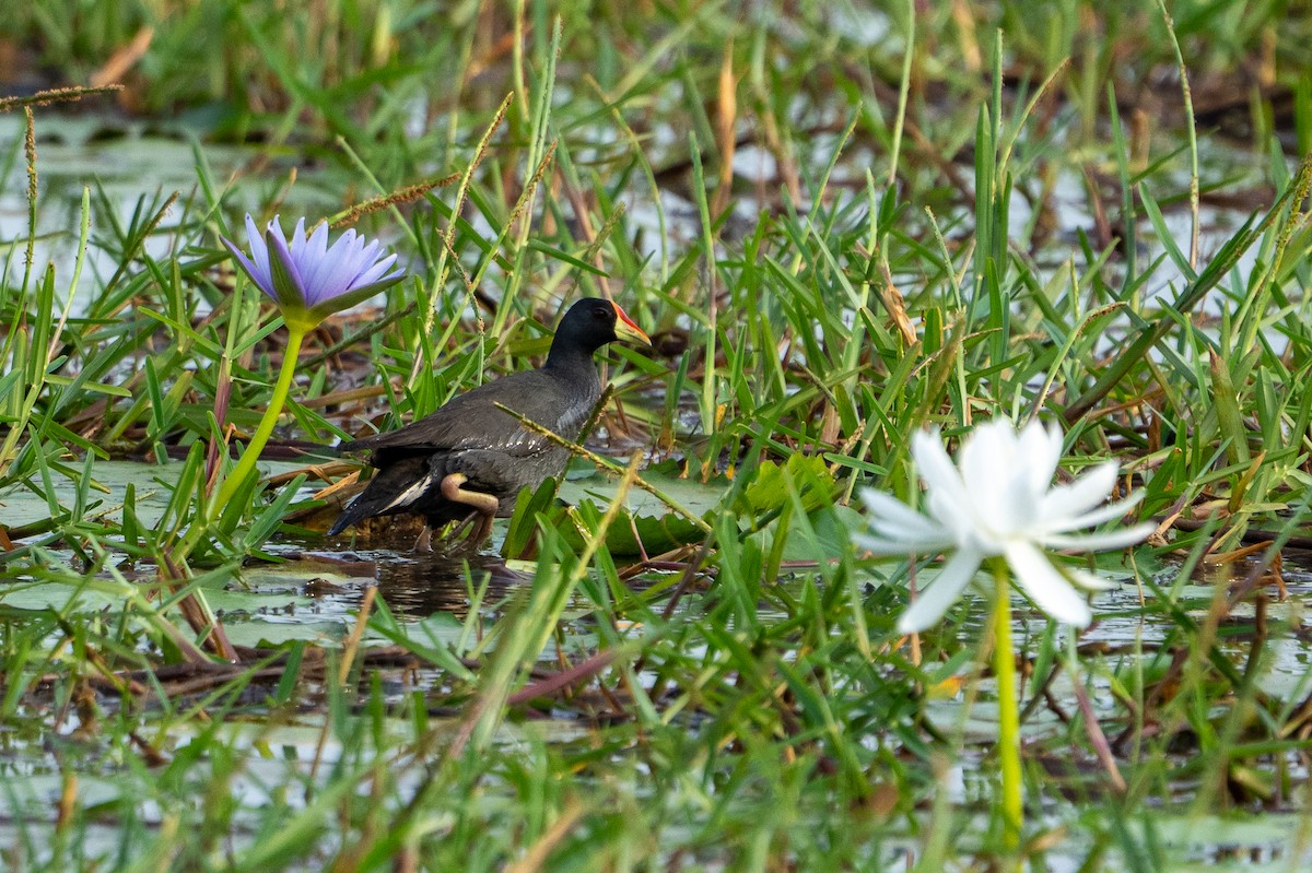 Lesser Moorhen - ML640786140