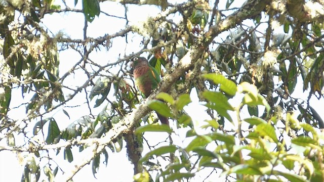 キンソデウロコインコ - ML640786145