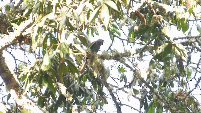 キンソデウロコインコ - ML640786146