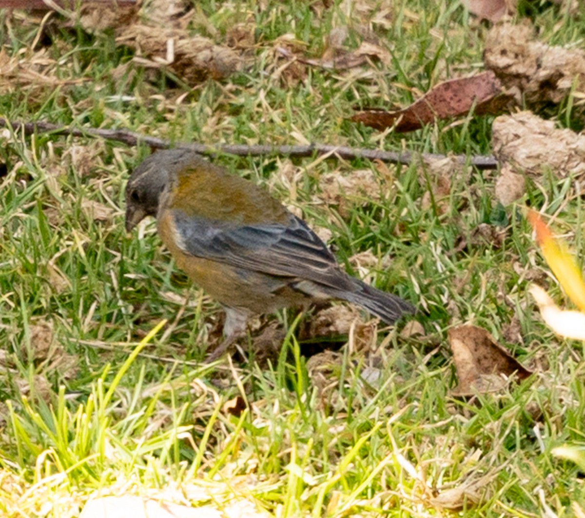 Peruvian Sierra Finch - ML640786151