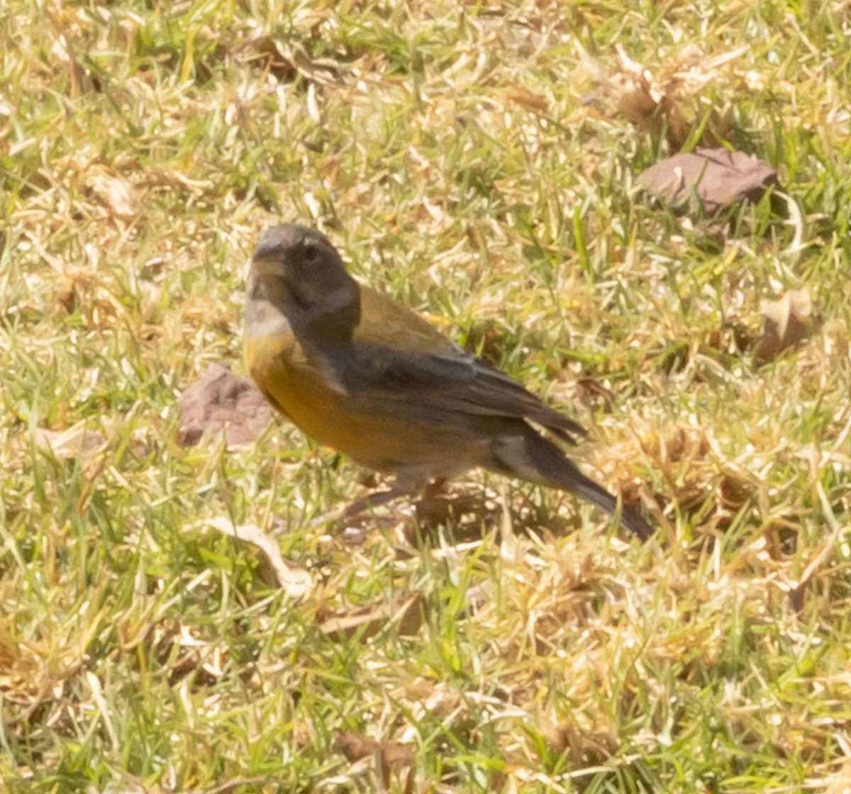 Peruvian Sierra Finch - ML640786152