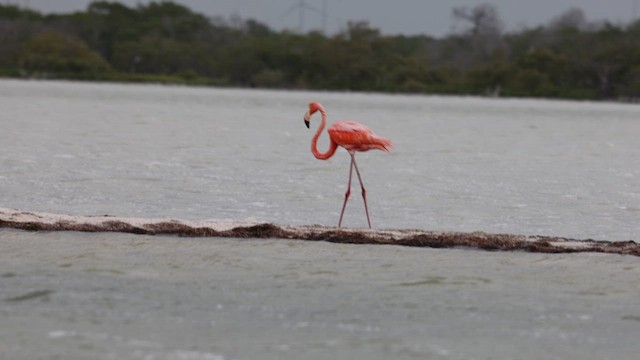 American Flamingo - ML640786171