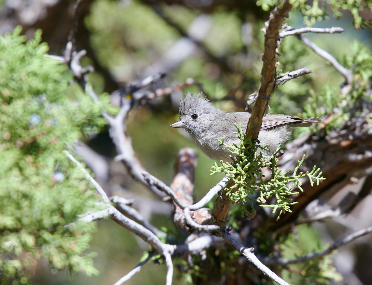 Juniper Titmouse - ML640786173