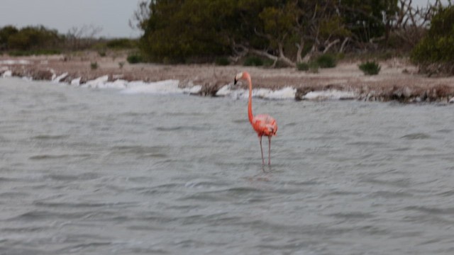 American Flamingo - ML640786177