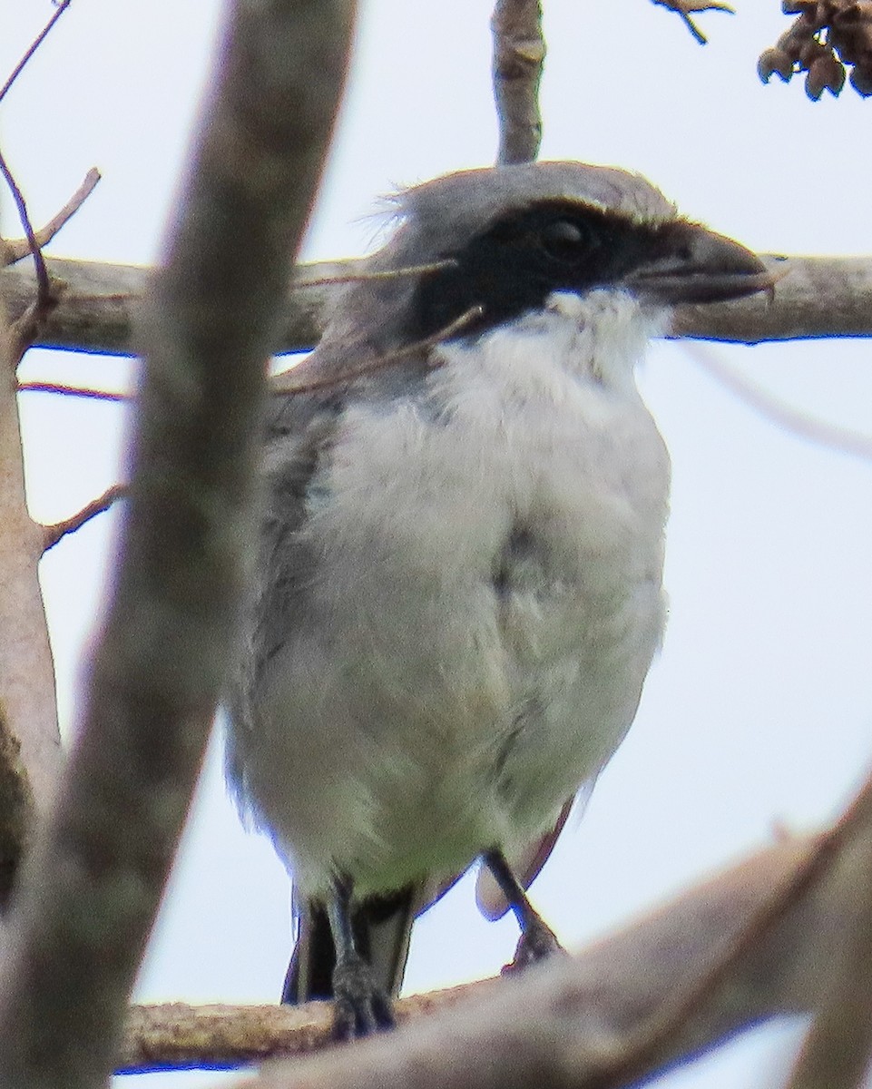 Loggerhead Shrike - ML640786180