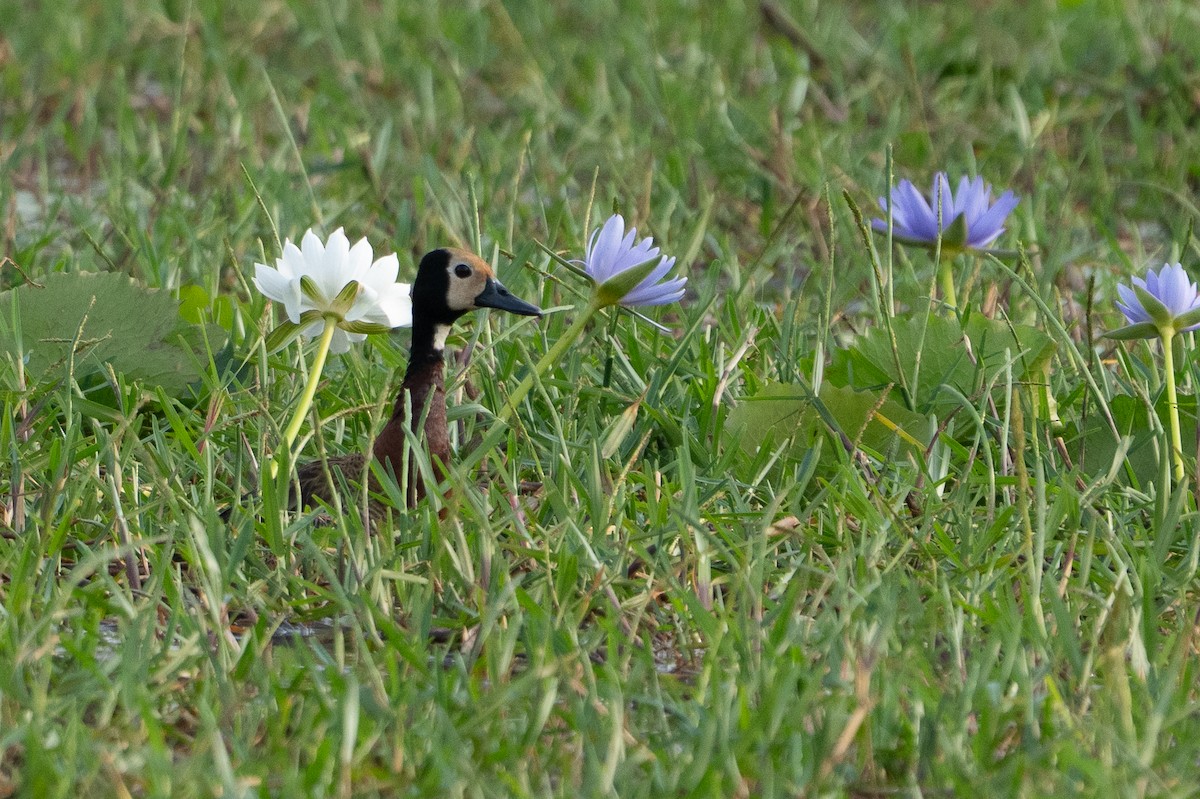White-faced Whistling-Duck - ML640786195