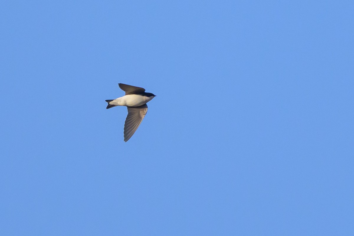 Tree Swallow - ML640786238