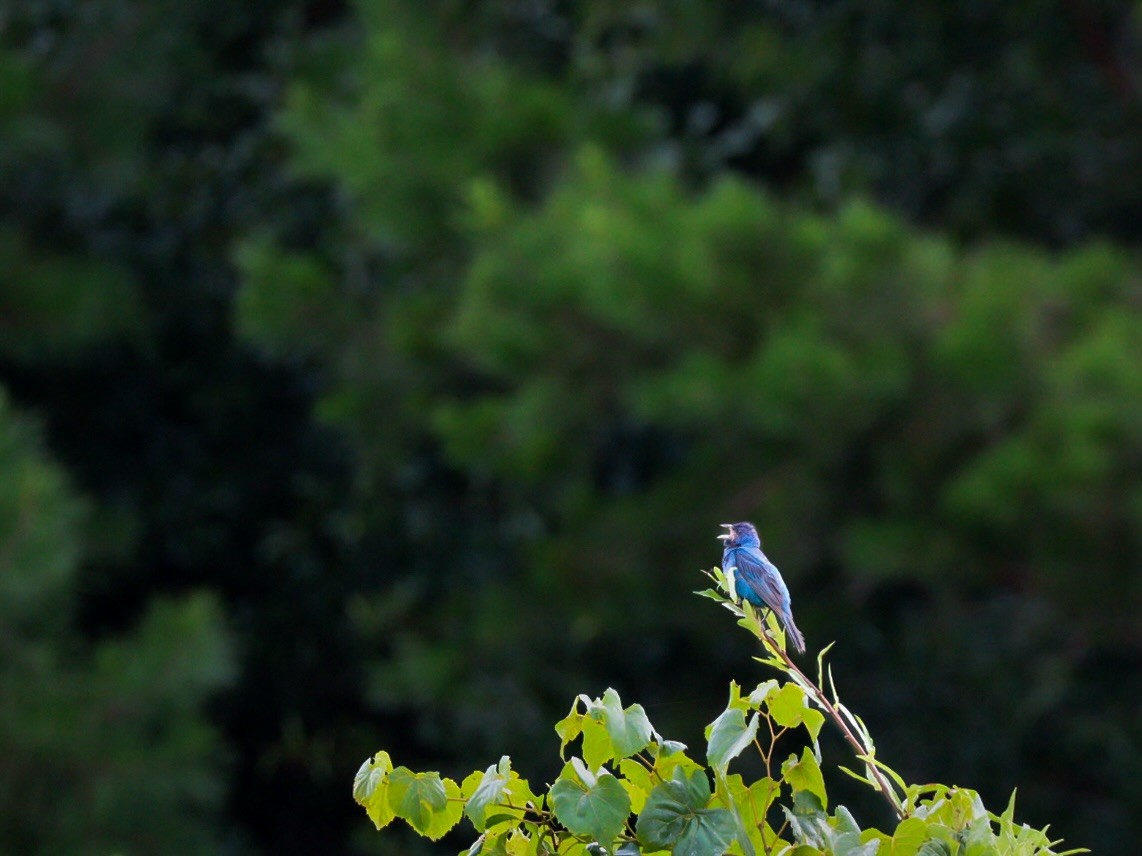 Indigo Bunting - ML640786259