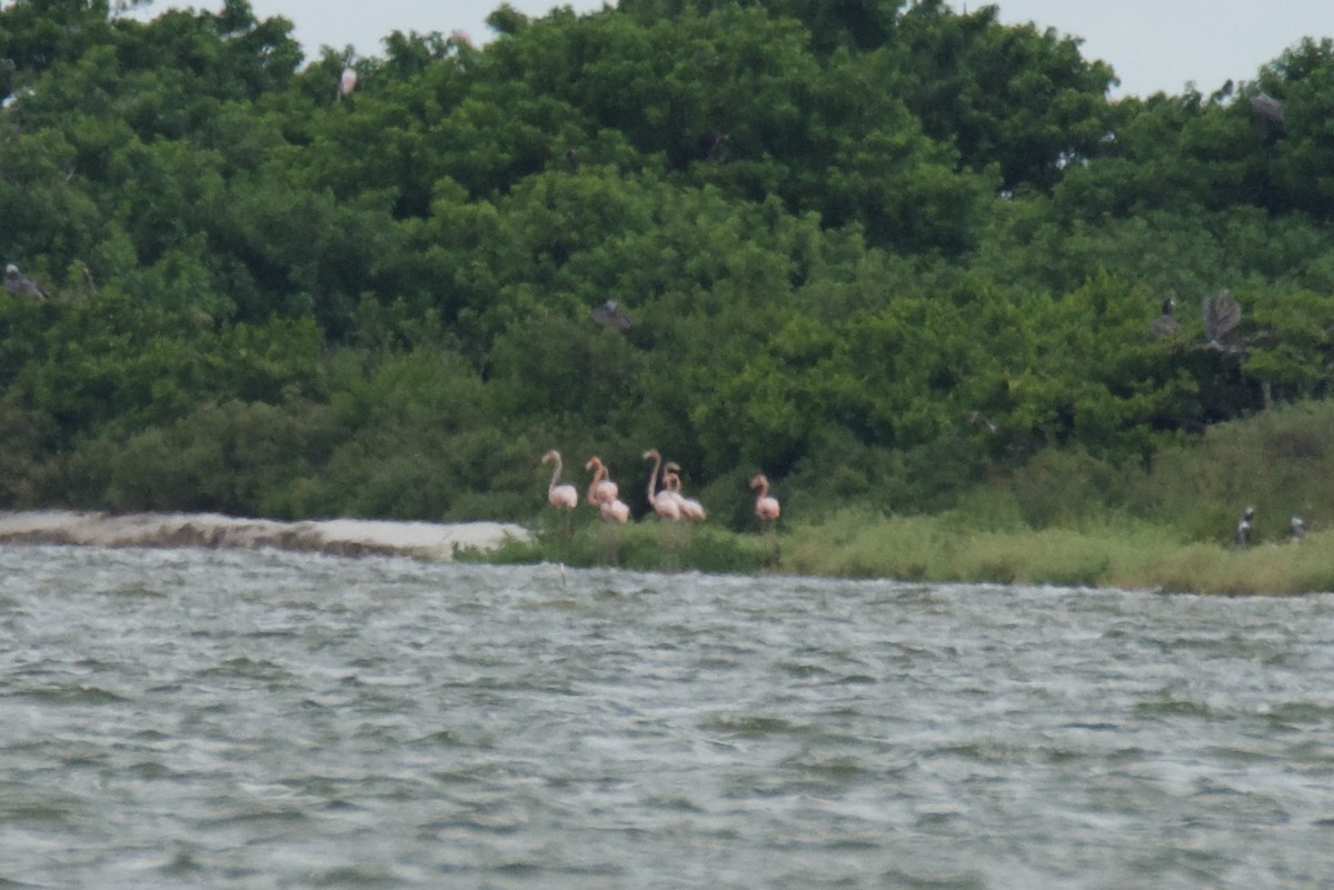 American Flamingo - ML640786328