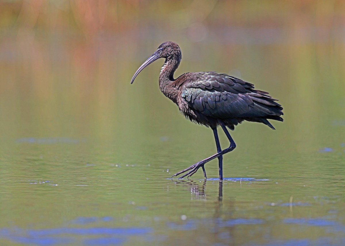 Glossy Ibis - ML640786364