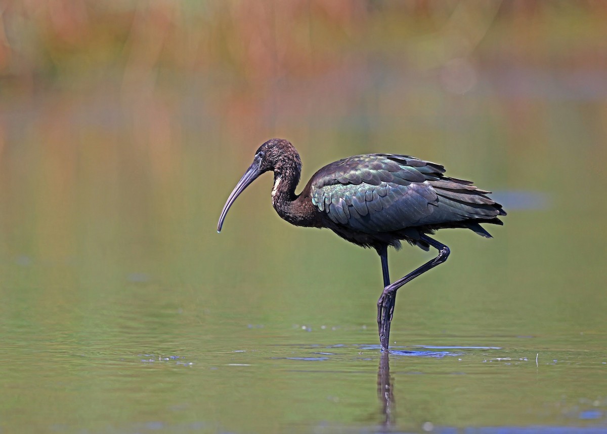 Glossy Ibis - ML640786365