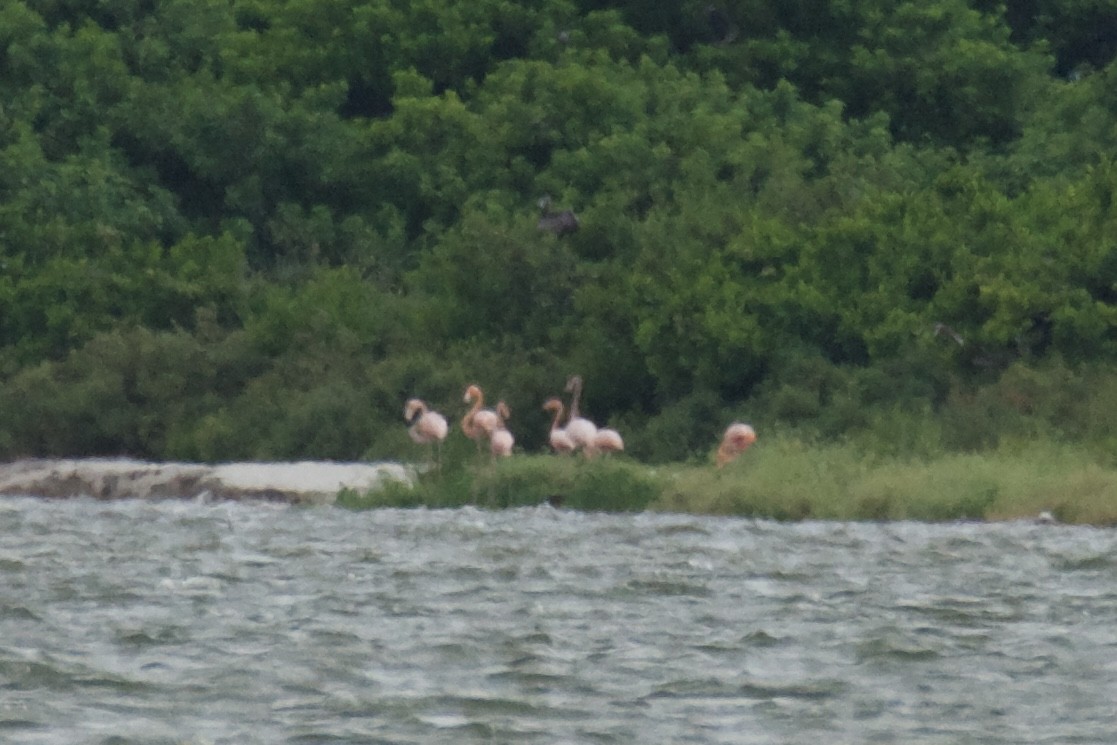 American Flamingo - ML640786398