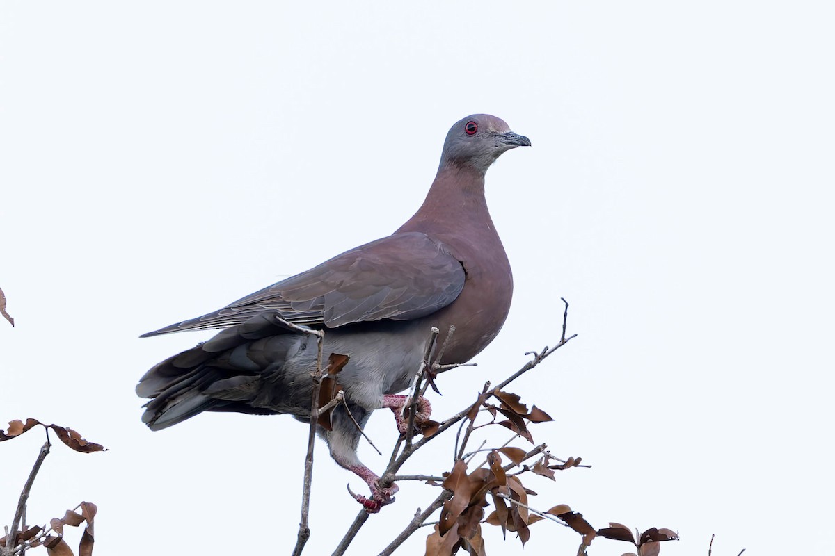 Pale-vented Pigeon - ML640786409