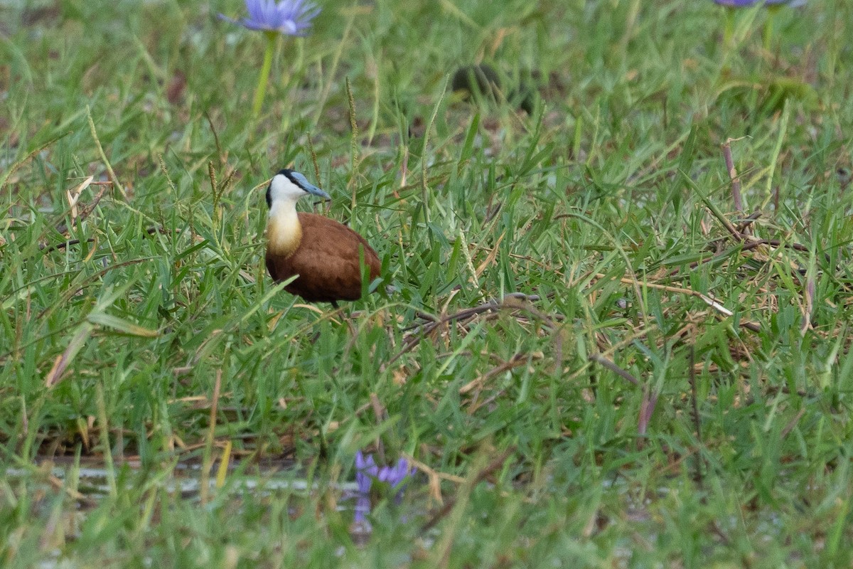 African Jacana - ML640786522
