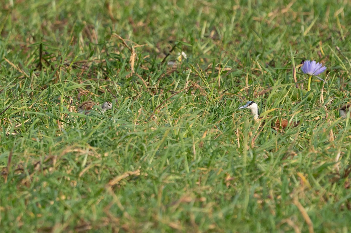 African Jacana - ML640786523