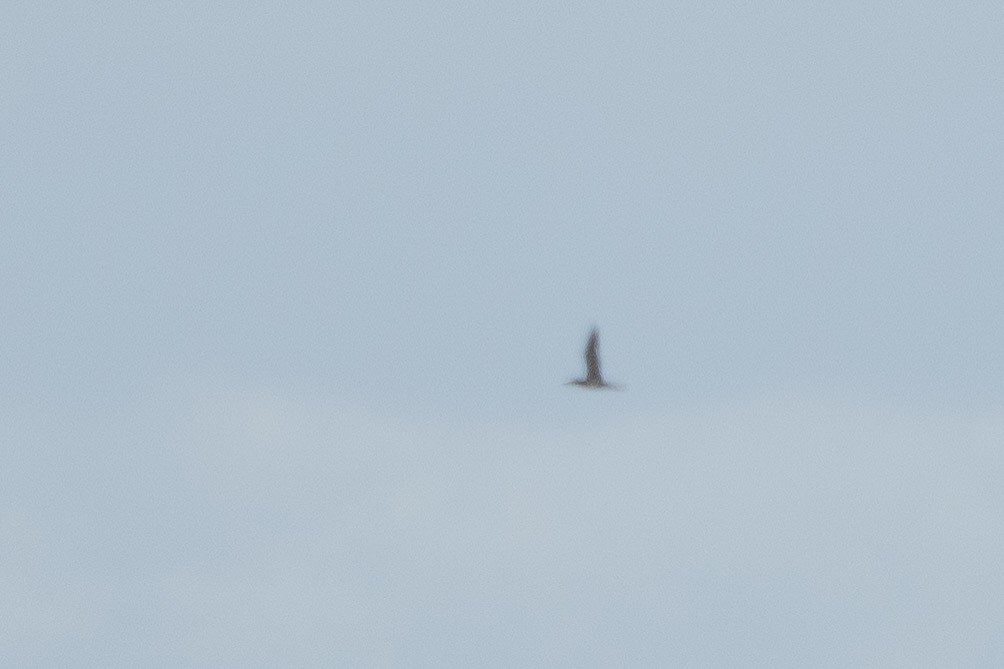 Brown Booby - ML640786527
