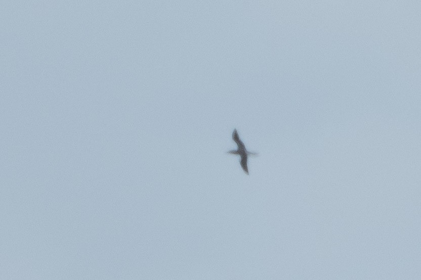 Brown Booby - ML640786528