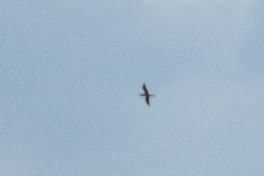 Brown Booby - ML640786529